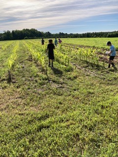 Kids Weeding Veggies